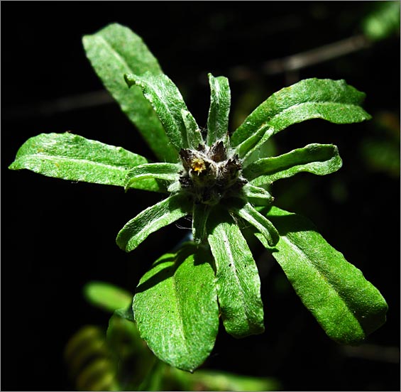 sm 665 Silver Leaf Cudweed.jpg - Silver Leaf Cudweed (Gnaphalium purpureum): The leaves on this native were not silver because it was growing in the shade.